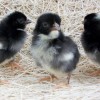 Barred Old English Bantam Chicks