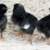 barred plymouth rock bantam chicks