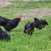 Black Australorp chickens in a backyard together