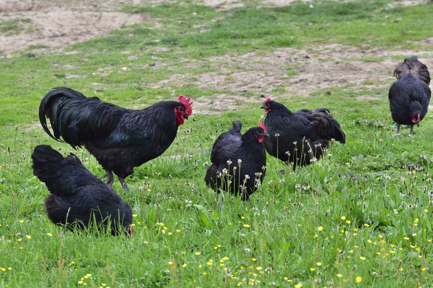 Black Australorp chickens in a backyard together