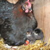 Black Copper Marans