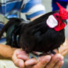 Black Rosecomb Bantam