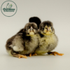 Black Rose Comb Bantam - Image 3