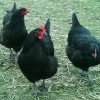 Black Australorp Chickens