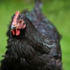 Black Australorp Chicken