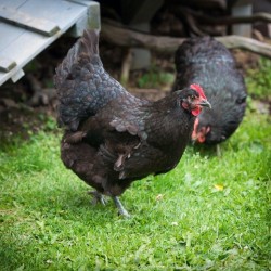 Black Australorp Chickens for Sale