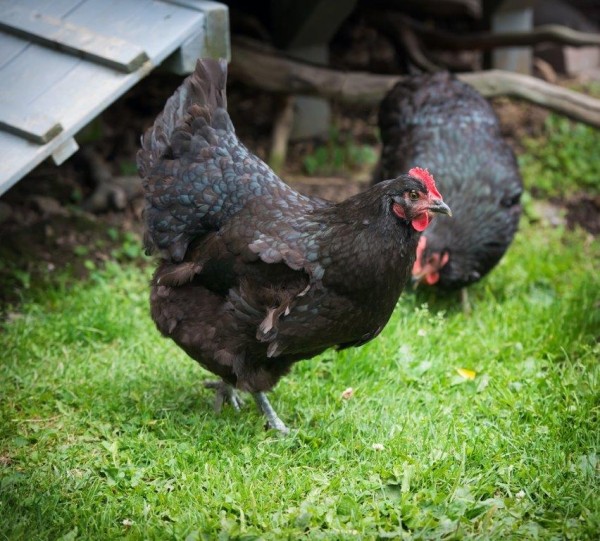 Black Australorp Chickens for Sale