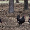Black Australorp Chickens in the woods