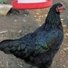 Black Australorp Chicken