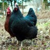 Black Australorp Chickens