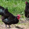 Black Australorp Chickens