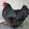 Black Australorp Chicken