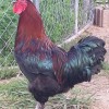 French Black Copper Marans Chicken