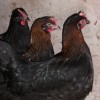 French Black Copper Marans Chickens