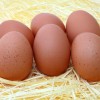 French Black Copper Marans Eggs