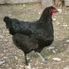 French Black Copper Marans Chicken