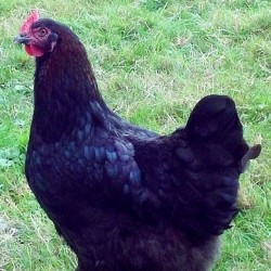 French Black Copper Marans Chickens