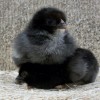 French Black Copper Marans Chick