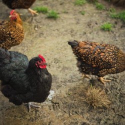 Black Jersey Giant Baby Chickens