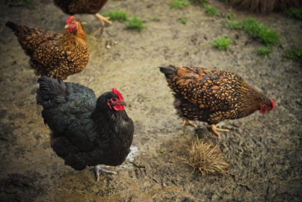 jersey black giant rooster