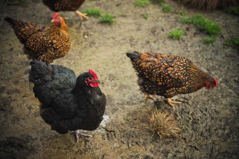 new jersey giant rooster