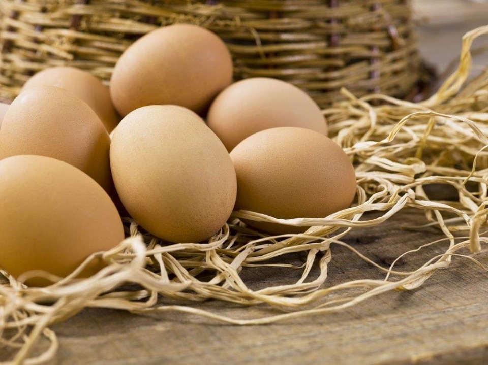 jersey giant eggs for sale