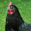 Black Jersey Giant Chicken