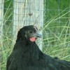 Black Jersey Giant Chicken