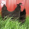 Black Jersey Giant Chickens