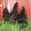 Black Jersey Giant Chickens