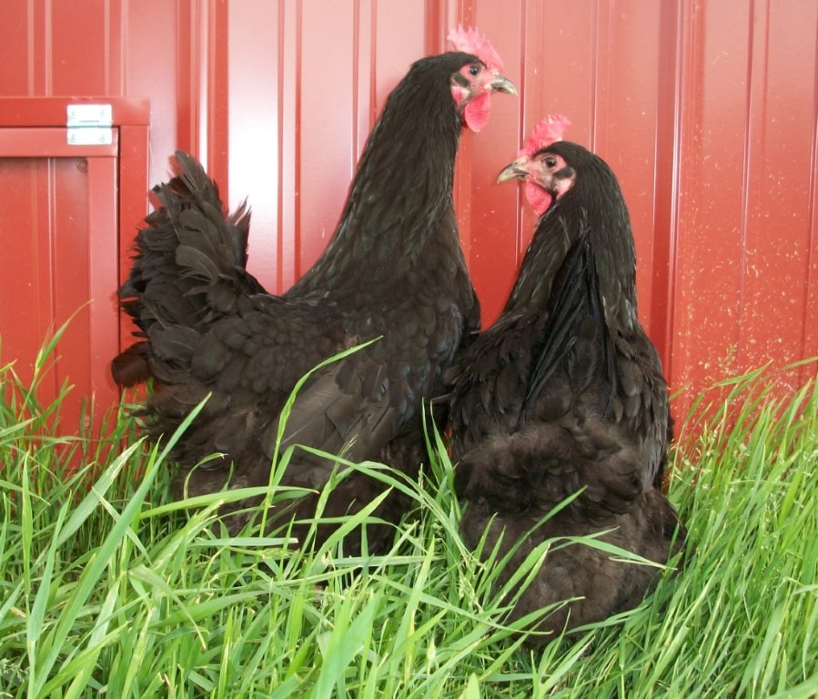 black jersey giant chickens for sale