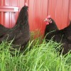 Black Jersey Giant Chickens