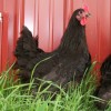 Black Jersey Giant Chicken