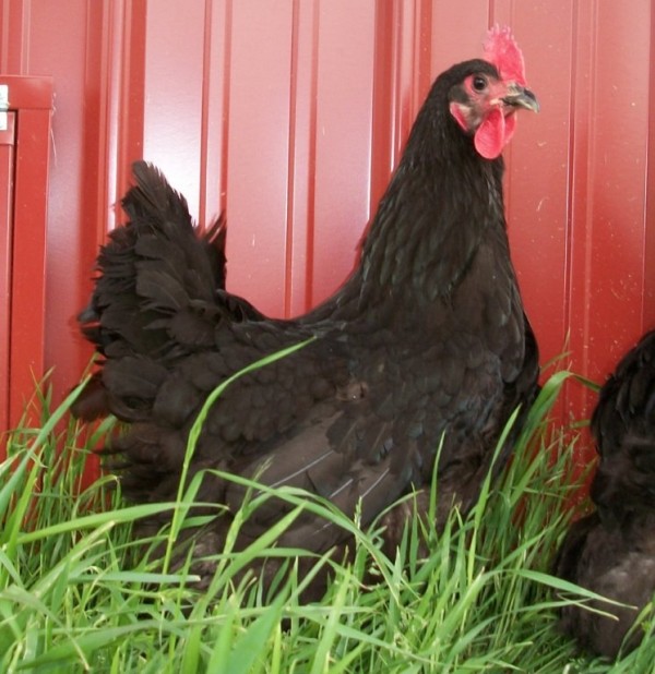 Black Jersey Giant Baby Chickens For Sale Chickens For Backyards