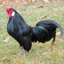 Black Rose Comb Bantam Chicken