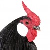 Black Rose Comb Bantam