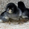 Three Black Rose Comb Bantam Chicks