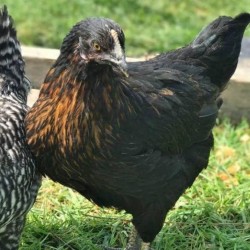 Black Star Chickens for Sale