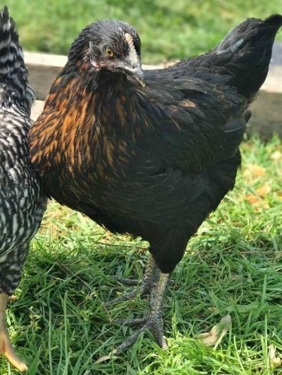 Black Star Chickens for Sale