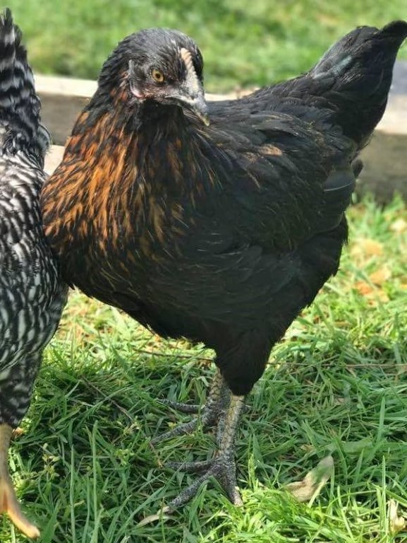 Black Star Chickens For Sale Chickens For Backyards 