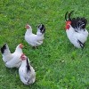 Black Tailed White Japanese Bantam Chickens