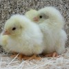 Black Tailed White Japanese Bantam Chicks