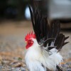 Black Tailed White Japanese Bantam Chicken