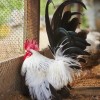 Black Tailed White Japanese Bantam Chicken