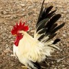 Black Tailed White Japanese Bantam Chicken