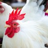 Black Tailed White Japanese Bantam Chickens