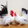 Black Tailed White Japanese Bantam Chickens