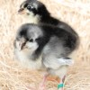 Two Black Australorp Chicks