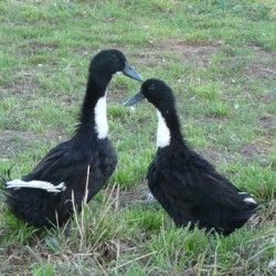 Black Swedish Ducks for Sale