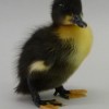 Baby Black Swedish Duck